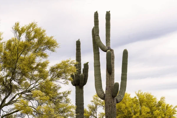 Primer Plano Una Planta Cactus Crecimiento Bajo Luz Del Día —  Fotos de Stock