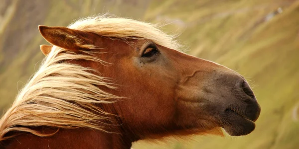 Primo Piano Una Testa Cavallo Marrone — Foto Stock