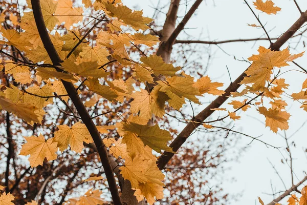 Low Angle Shot Yellow Tree Leaves — Stock Photo, Image