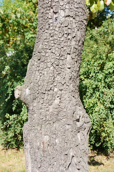 Tiro Vertical Tronco Árvore Dia Ensolarado Verão — Fotografia de Stock