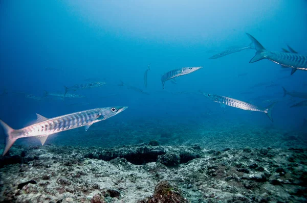 Haut Fond Poissons Nageant Dans Eau Cristalline — Photo