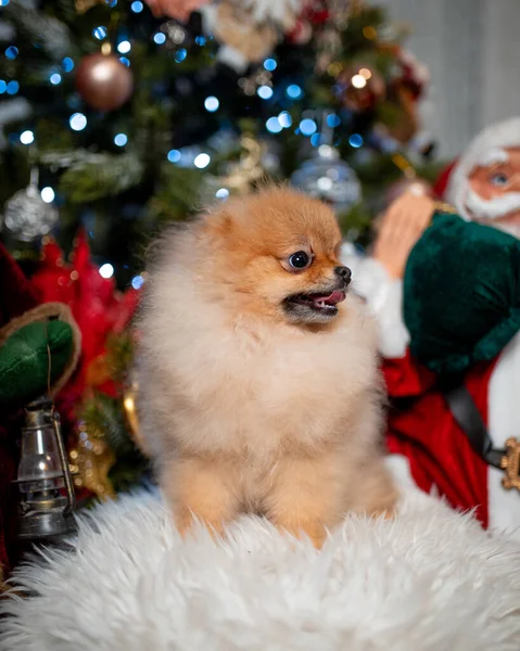 Избирательный Снимок Милой Померанской Собаки Окруженной Рождественскими Украшениями — стоковое фото