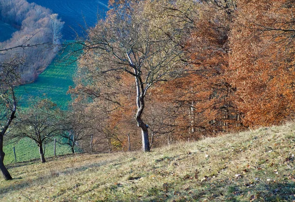 Une Belle Vue Sur Paysage Avec Beaucoup Arbres Couleur Automne — Photo