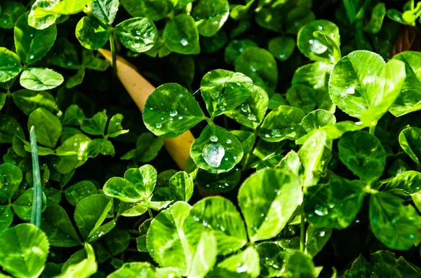 Gros Plan Feuilles Vertes Trèfle Trois Feuilles Soleil Des Gouttelettes — Photo