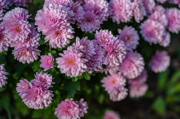 紫色の菊の選択的な焦点ショット — ストック写真