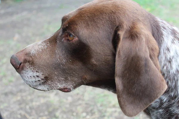 Een Selectieve Focus Shot Van Een Schattige Hond Buiten — Stockfoto