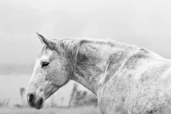 Porträt Eines Weißen Pferdes Graustufen — Stockfoto