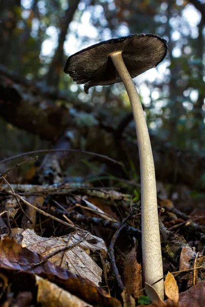 Pionowe Zbliżenie Ujęcia Grzyba Coprinus Lesie — Zdjęcie stockowe