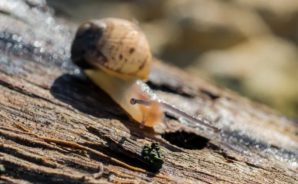 Eine Landschnecke Die Auf Einem Baumstamm Wandelt Und Schleim Zurücklässt — Stockfoto