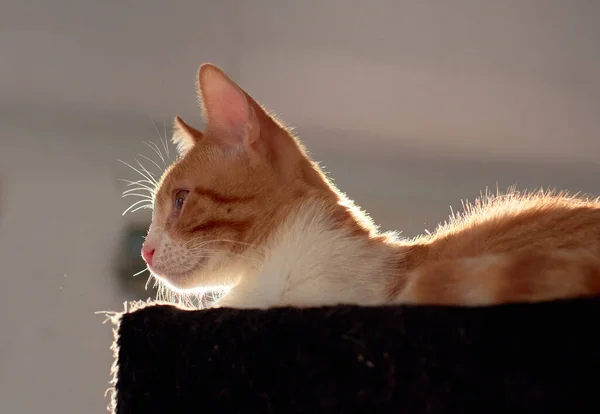 Gün Işığının Altında Yumuşak Rahat Yatağında Uzanan Bir Kedi Yavrusunun — Stok fotoğraf