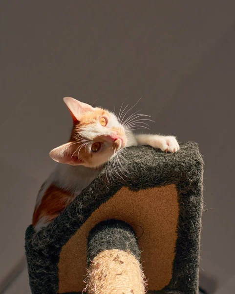 Eine Vertikale Aufnahme Eines Entzückenden Kätzchens Einem Tierheim — Stockfoto