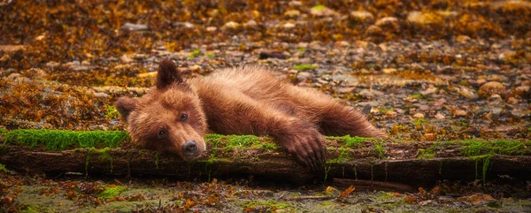 Μια Πανοραμική Λήψη Μιας Χαριτωμένης Αρκούδας Που Κείτεται Στο Φυσικό — Φωτογραφία Αρχείου