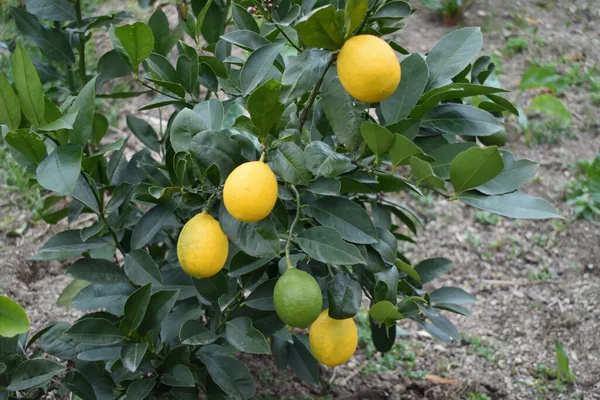Sebuah Fokus Tembakan Selektif Lemon Tumbuh Pada Pohon Lemon — Stok Foto