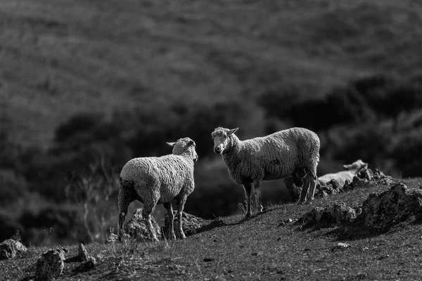 Grayscale Shot Part Flock Sheep Canaveral Spain — Stock Photo, Image