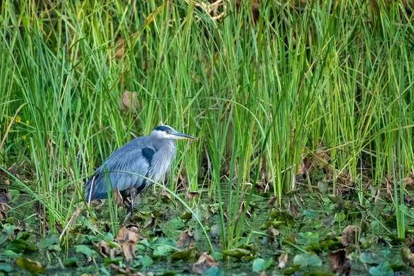 Eine Selektive Nahaufnahme Eines Vogels Der Unter Den Grashalmen Einem — Stockfoto