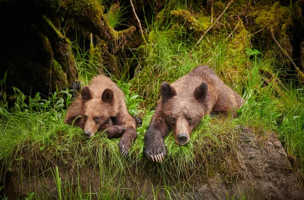 Egy Kép Két Aranyos Medvéről Amint Nappal Nedves Fűben Fekszenek — Stock Fotó