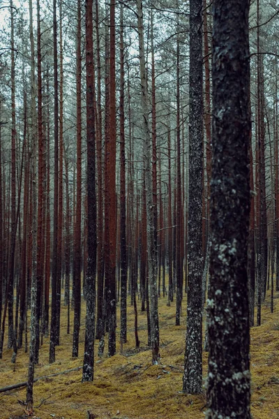 Egy Függőleges Lövés Magas Fák Erdőben Ősszel — Stock Fotó
