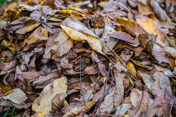 Een Selectieve Focus Shot Van Gevallen Herfstbladeren Grond — Stockfoto