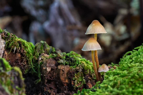 Selektivní Zaostření Záběru Malých Divokých Hub Rostoucích Lese — Stock fotografie