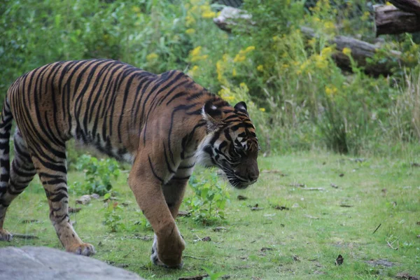 Bild Vacker Tiger Sin Naturliga Miljö Suddig Bakgrund — Stockfoto