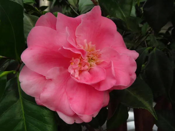 Egy Közeli Kép Egy Fényes Rózsaszín Camellia Virág Világít Kertben — Stock Fotó