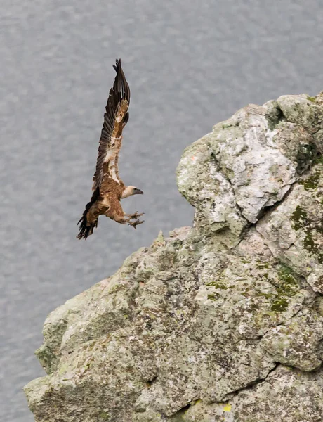 Disparo Vertical Buitre Leonado Parque Nacional Monfrague España — Foto de Stock