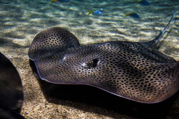 Una Maravillosa Toma Agua Dulce Stingray Peces — Foto de Stock