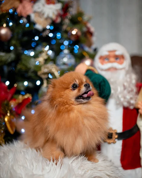 Eine Selektive Fokusaufnahme Eines Niedlichen Pommerschen Hundes Umgeben Von Weihnachtsdekoration — Stockfoto