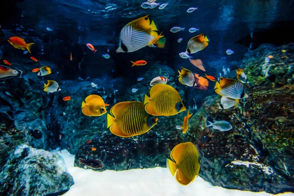 エキゾチックな魚の美しいショット 水中生活 — ストック写真
