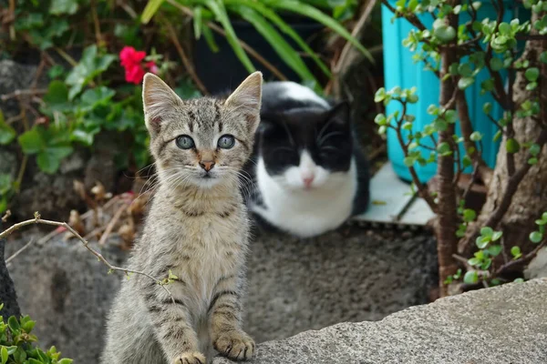 Una Messa Fuoco Selettiva Due Gatti Nel Cortile Guardando Direzione — Foto Stock