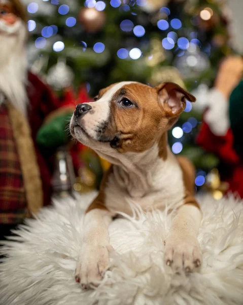 Eine Selektive Fokusaufnahme Eines Niedlichen Hundes Umgeben Von Weihnachtsdekoration — Stockfoto