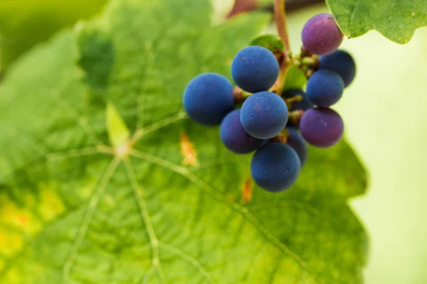 Tiro Seletivo Foco Amadurecer Uvas Uma Vinha — Fotografia de Stock