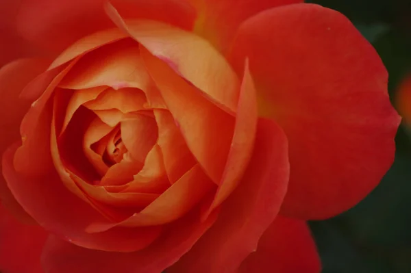 Primer Plano Una Hermosa Rosa Naranja —  Fotos de Stock