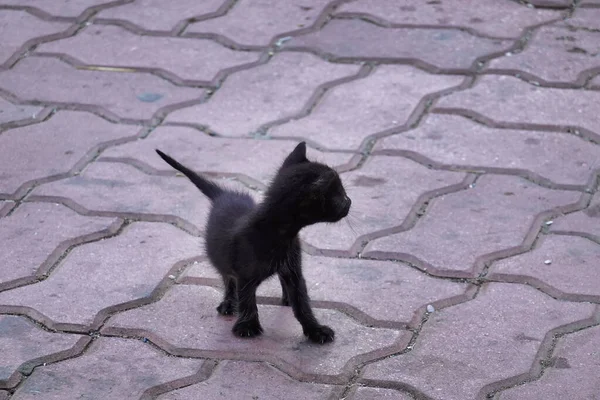 一只可爱的黑猫在街上的特写镜头 — 图库照片