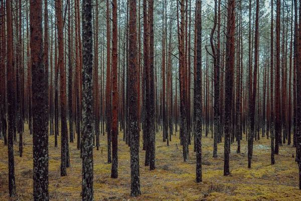 Gyönyörű Kép Magas Fákról Erdőben Ősszel — Stock Fotó