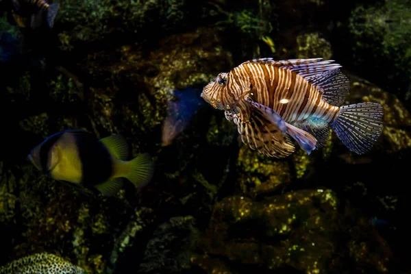 Een Shot Van Prachtige Giftige Leeuwenvis Onderzees Leven — Stockfoto