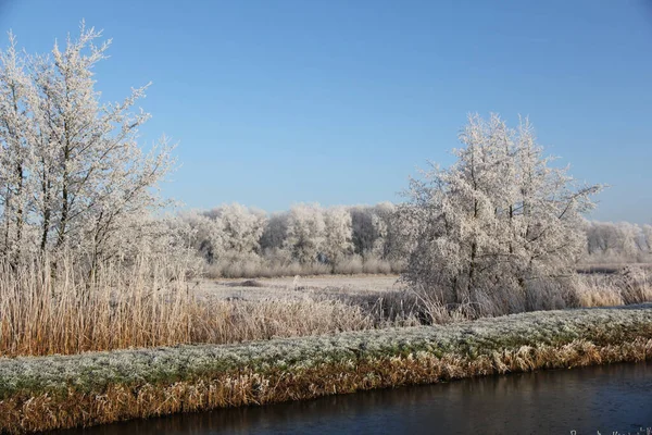 Eine Schöne Aufnahme Des Naturschutzgebietes Mit Verschneiten Bäumen — Stockfoto