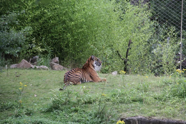 Egy Tigris Természetes Élőhelyén Homályos Háttérrel — Stock Fotó