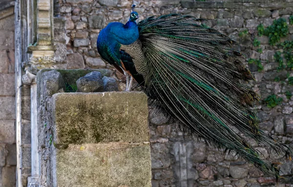 Páva Troskách Veřejném Parku Evoře Portugalsko — Stock fotografie