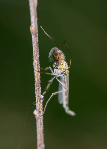 Macrodisparo Vertical Pequeño Insecto Una Rama Madera — Foto de Stock