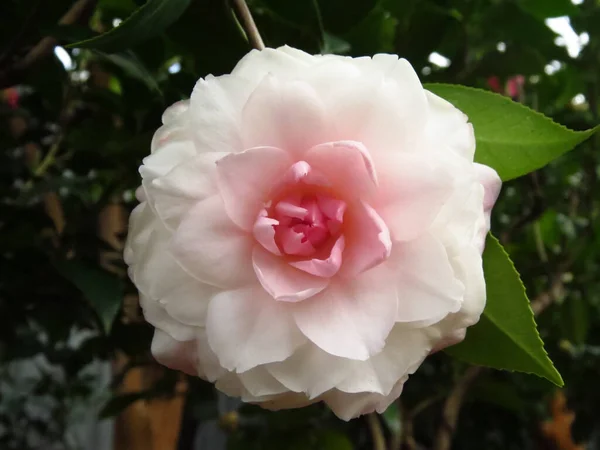 Een Close Opname Van Een Fel Witte Camellia Bloem Gloeiende — Stockfoto