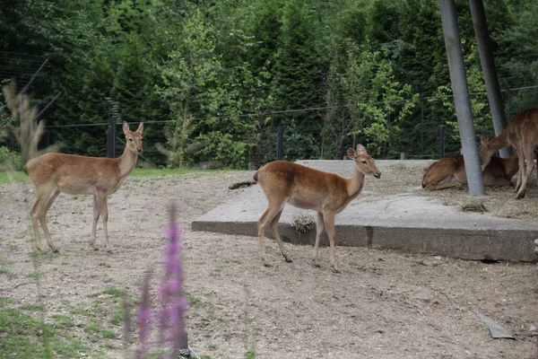 Snímek Různých Běloocasých Jelenů Jejich Přirozeném Prostředí Zoo — Stock fotografie