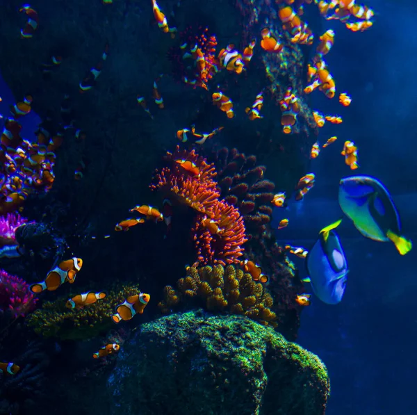 Een Shot Van Prachtige Vis Uit Onderwaterwereld — Stockfoto