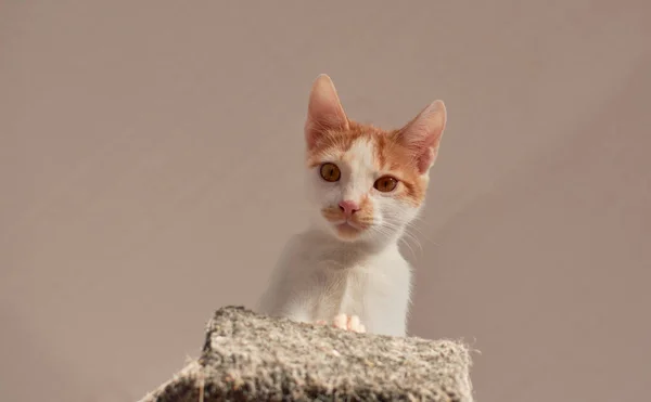 Hayvan Barınağında Sevimli Bir Kedi Yavrusunun Yakın Çekimi — Stok fotoğraf
