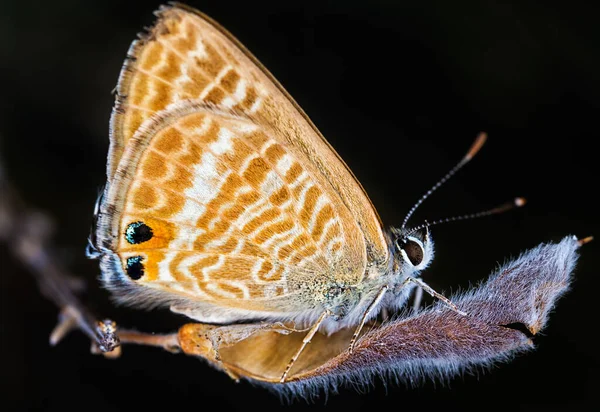 Närbild Bild Vacker Fjäril Mörk Bakgrund — Stockfoto