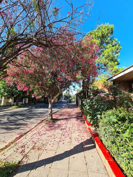 Vertikální Záběr Ulice Růžovým Kvetoucím Stromem Keři — Stock fotografie
