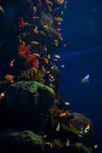 Tiro Vertical Belos Peixes Mundo Subaquático — Fotografia de Stock