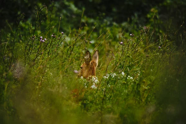 Gros Plan Sélectif Jeune Cerf Reposant Milieu Hautes Herbes — Photo