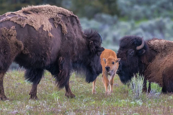 Selective Focus Shot Steppe Bison Calf Bison Field — Stock Photo, Image