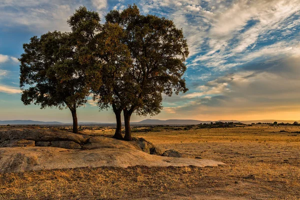 Zachwycające Ujęcie Pięknego Krajobrazu Drzewami Zachodem Słońca — Zdjęcie stockowe